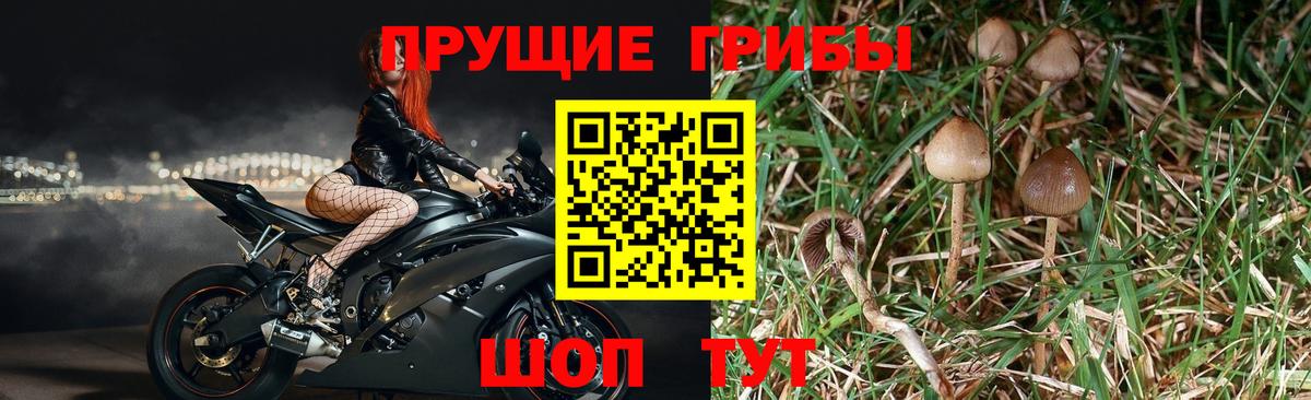 Псилоцибиновые грибы мухоморы  где купить наркоту  Каменка  Галлюциногенные грибы MAGIC MUSHROOMS  Вход с VPN 